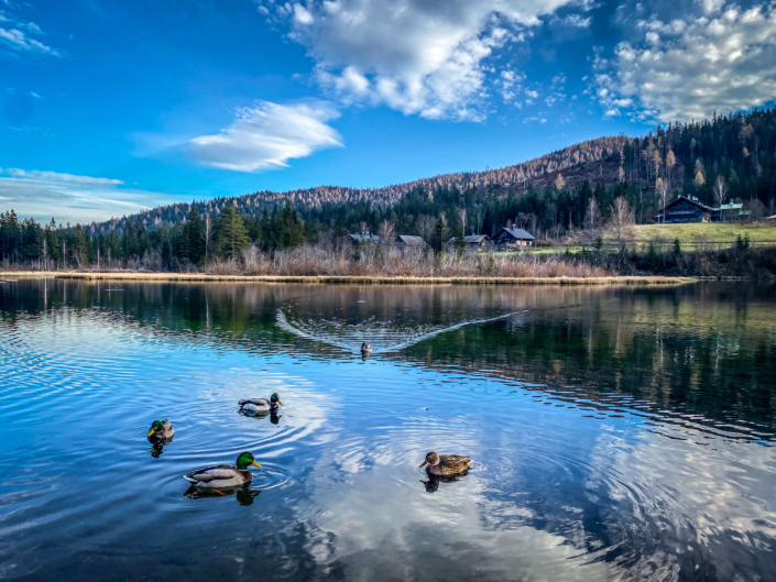 Enten mit grünem Kopf sowie eine graue Ente im Hubertussee